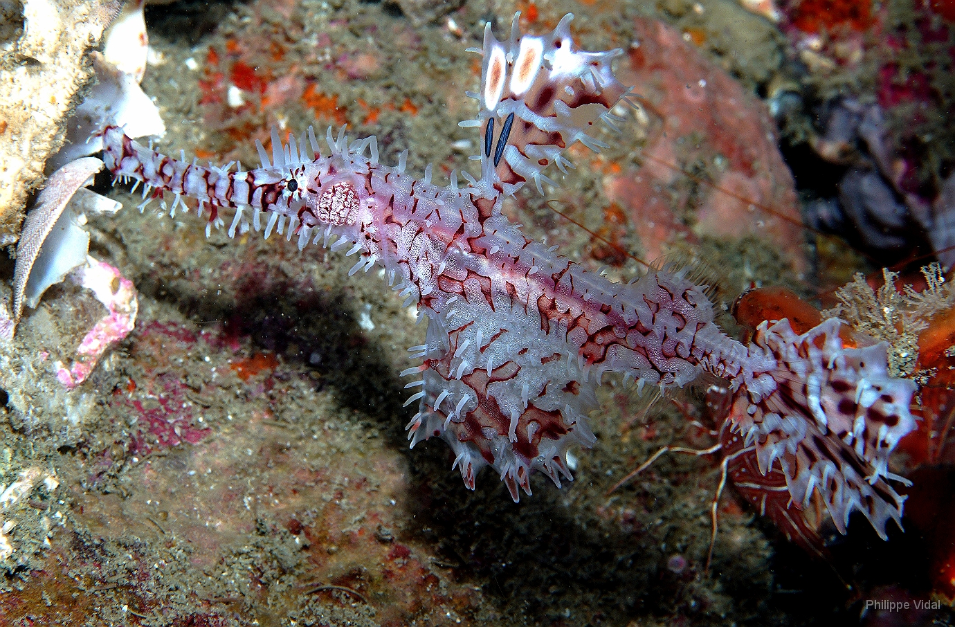 Birmanie - Mergui - 2018 - DSC02680 - Ornate Ghost pipefish - poisson-fantome ornemente - Solenostomus paradoxus.jpg